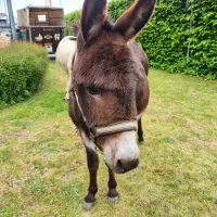 Toms Farm & Uwe aus Ingelheim 15.05 (73)