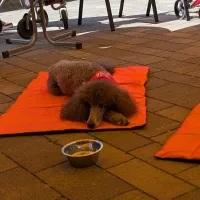 Hund auf Matte