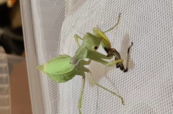 Gesprächskreis Insekten 29.10 (30)