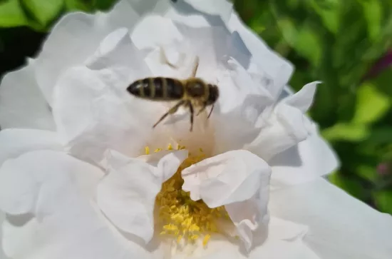 Spaziergang Biene