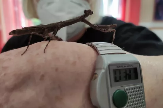 Thementa Welt der Insekten 20.04 (23)