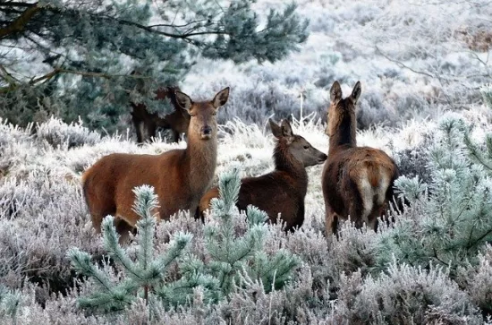 deer-1940368_640