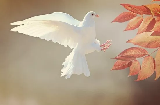 dove-2516641_640