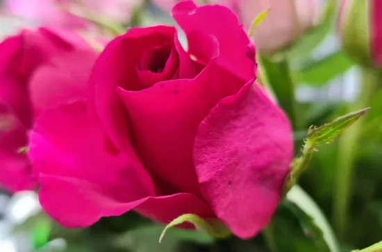 rosen