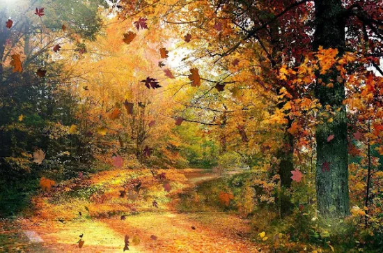 schöne-herbst-hintergrund-mit-baumen-und-herbstlaub-hd-herbst-tapete-foto