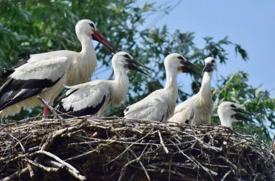 sto_nest_bea_thund4-1024x543